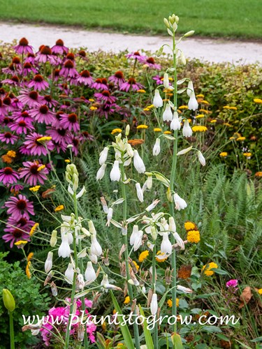 Summer Hyacinth (Galtonia candicans)